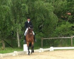 dressage horse Leroy 160 (Westphalian, 2000, from Lord Sinclair I)