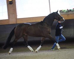 broodmare Rapunzel (Oldenburg, 2007, from Licotus)