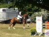 jumper Gina Ginelli (Hanoverian, 2000, from Graf Top)