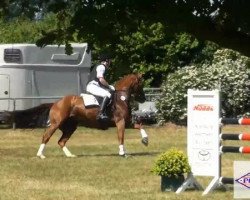 jumper Gina Ginelli (Hanoverian, 2000, from Graf Top)