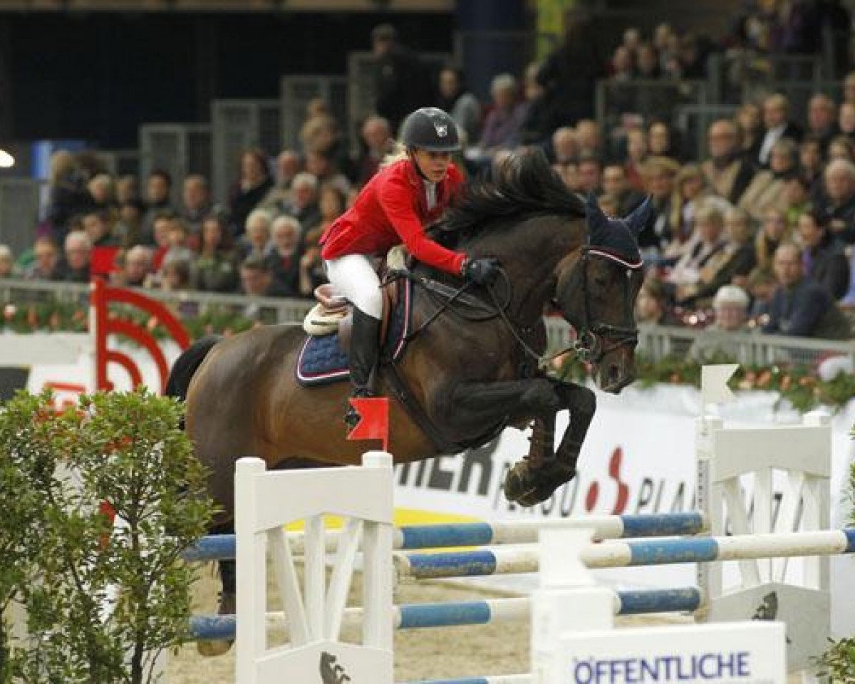 Deckhengst Qualdandro (Zangersheide Reitpferd, 1994, von Quick Star)