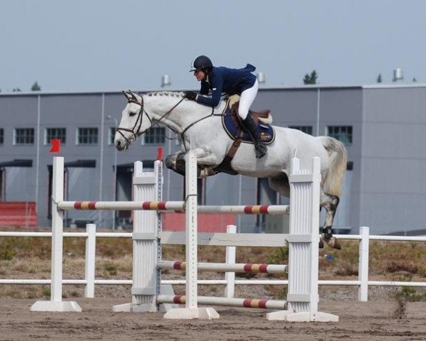 Springpferd Carrento Ztar (Schwedisches Warmblut, 2001, von VDL Cardento 933)