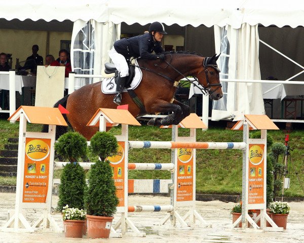 jumper Carino Cool (German Sport Horse, 2003, from Cardenio)