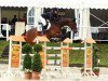 jumper Carino Cool (German Sport Horse, 2003, from Cardenio)