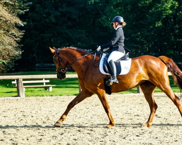 dressage horse Finette (Hanoverian, 2011, from Feuerspiel)