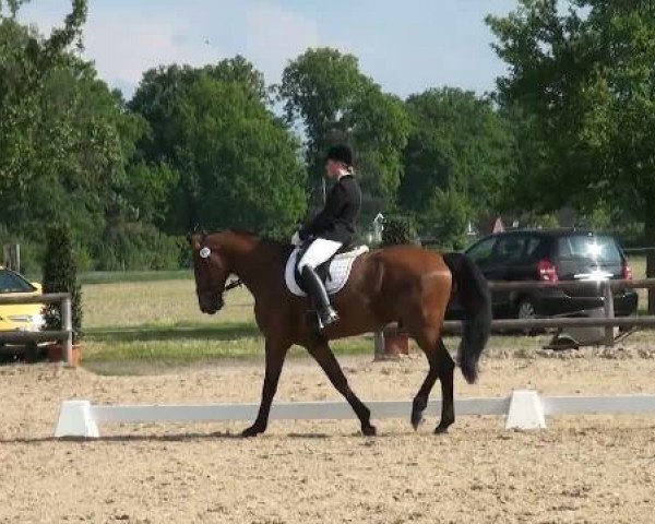 dressage horse Sandro Star 6 (Westphalian, 2004, from Sandro Song)