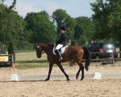 dressage horse Sandro Star 6 (Westphalian, 2004, from Sandro Song)