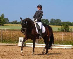 dressage horse Fürstenblume 2 (Oldenburg, 2013, from Fürst Romancier)