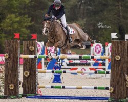 jumper Laurens - S (Belgian Warmblood, 2011, from Spartacus TN)