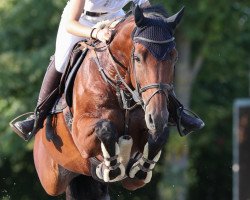 jumper Bakano Vh Exelhof Z (Zangersheide riding horse, 2013, from Bamako de Muze)