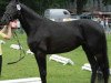 broodmare Ella 112 (Hanoverian, 2006, from El Bundy)