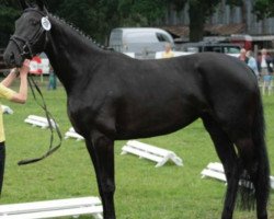 broodmare Ella 112 (Hanoverian, 2006, from El Bundy)