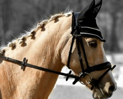 dressage horse Gentle Dancer B (German Riding Pony, 2015, from Genesis B)