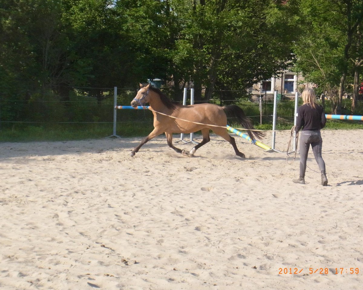 Zuchtstute Mascarpone (Deutsches Reitpony, 2008, von Montelino N)