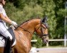 dressage horse Freibeuter 22 (Oldenburg, 2018, from For Romance II)