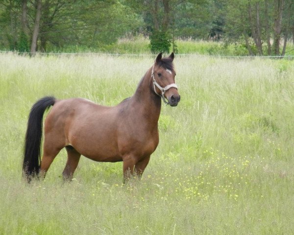 broodmare Nena (German Riding Pony, 1994, from Nepal)