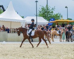 dressage horse Alex 706 (unknown, 2008)