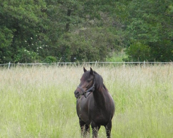 broodmare Cinostra (German Riding Pony, 2000, from Caletto)