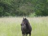 broodmare Cinostra (German Riding Pony, 2000, from Caletto)