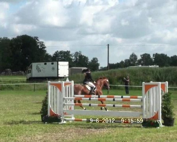 horse Domingo 394 (Hanoverian, 1994, from Drosselklang II)
