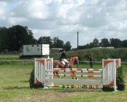horse Domingo 394 (Hanoverian, 1994, from Drosselklang II)