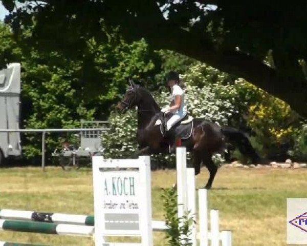 jumper Grannini 8 (Hanoverian, 1999, from Graf Top)