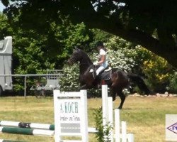jumper Grannini 8 (Hanoverian, 1999, from Graf Top)