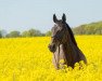 Springpferd Captain Jack (Deutsches Sportpferd, 2007, von Cassandro 10)