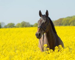 jumper Captain Jack (German Sport Horse, 2007, from Cassandro 10)