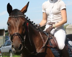 broodmare Antarella (Zweibrücken, 2008, from Autobahn)