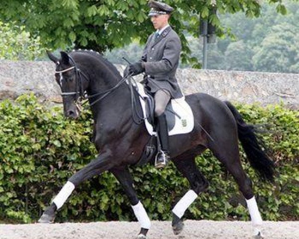 stallion De Janeiro (Hanoverian, 2001, from De Niro)