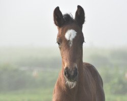 Springpferd Forbrino (Mecklenburger, 2022, von Forlee)