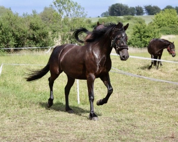 Pferd Navaria (Deutsches Reitpony, 2014)