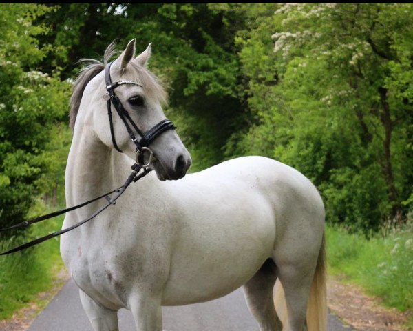 horse Violine (German Riding Pony, 2009, from Bandit)