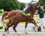 dressage horse Just for fantasy (German Sport Horse, 2016, from Jake Johnson)