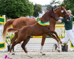 dressage horse Just for fantasy (German Sport Horse, 2016, from Jake Johnson)