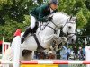 stallion Cellestino (Oldenburg show jumper, 2004, from Cellestial)