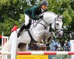 stallion Cellestino (Oldenburg show jumper, 2004, from Cellestial)