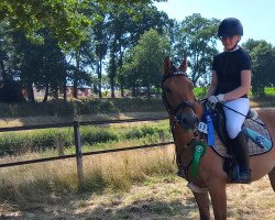 jumper Debby Harry (German Riding Pony, 2014, from Steendieks Morgensterns Dalai)