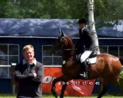 jumper Adlanteur (Hanoverian, 2000, from Adlantus As)