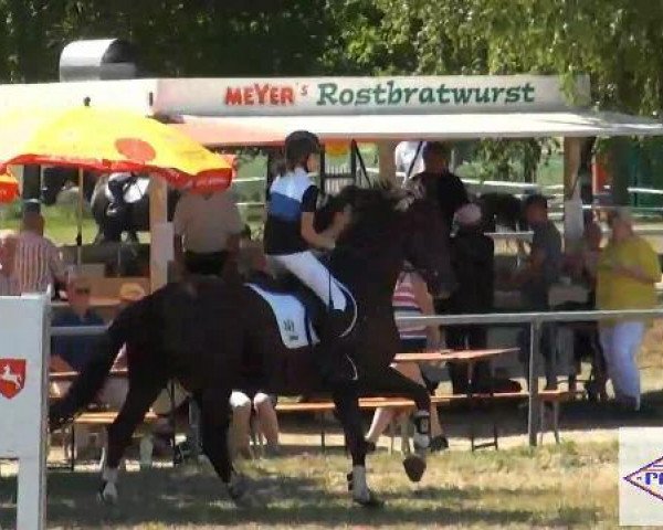 horse Marcel 104 (Holsteiner, 1998, from Marquis)