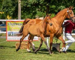 horse Walküre (Deutsches Sportpferd, 2022, from Landrebell)