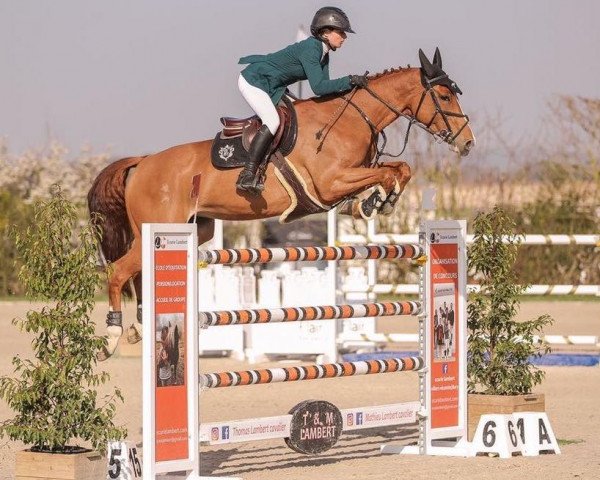 Springpferd Elite du Chenois (Belgium Sporthorse, 2010, von Kashmir van't Schuttershof)