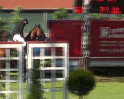 jumper La Gomera (Oldenburg show jumper, 2007, from Lordanos)