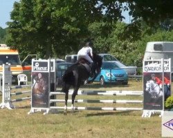 jumper Complimenta Grandera (Hanoverian, 2002, from Compliment)