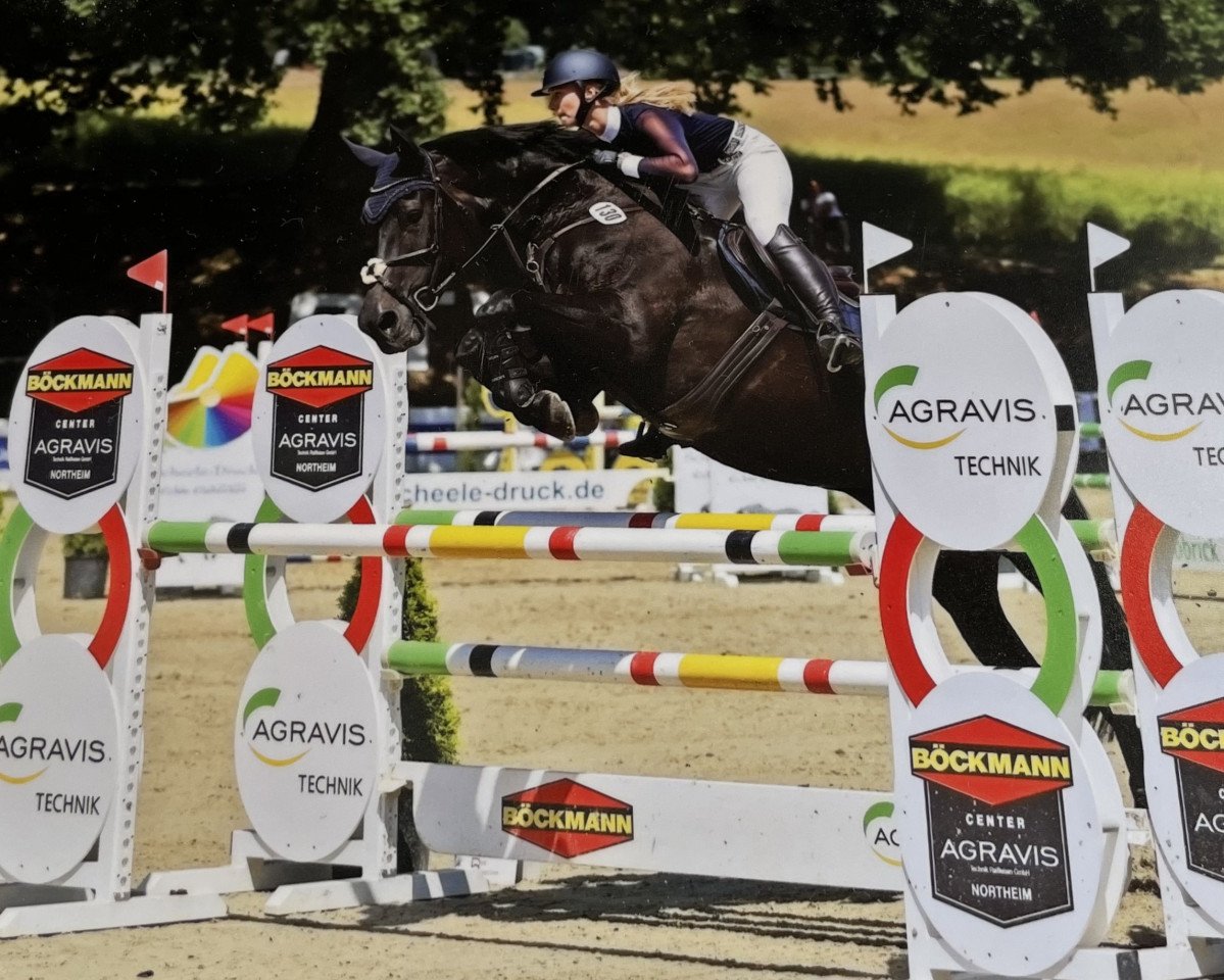 jumper Elli 110 (Hanoverian, 2007, from Earl)