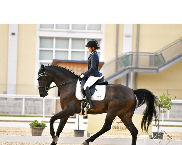 dressage horse Call Me Castor (Bavarian, 2009, from Cassin 2)