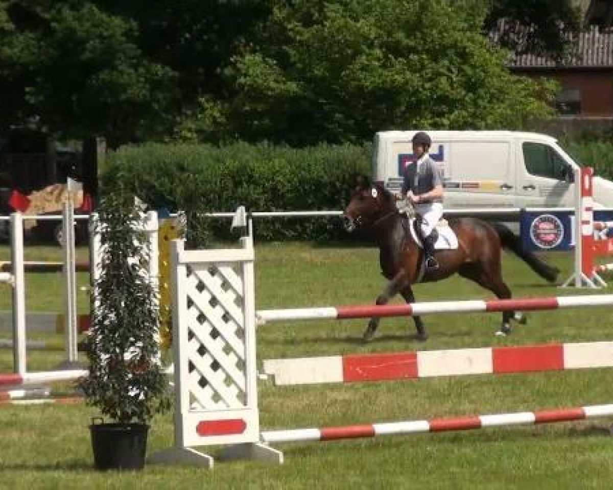 broodmare Cimba 15 (Westphalian, 2003, from Collin L)