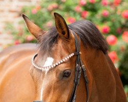 Pferd Dancing on her own (KWPN (Niederländisches Warmblut), 2016, von Dark Pleasure)