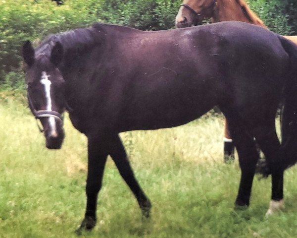 Zuchtstute Caluna (Westfale, 1992, von Captain)